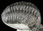 Two Pedinopariops Trilobites - Bargain Specimen #55468-4